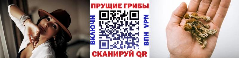 Галлюциногенные грибы мицелий  darknet Telegram  Вичуга  блэк спрут сайт 